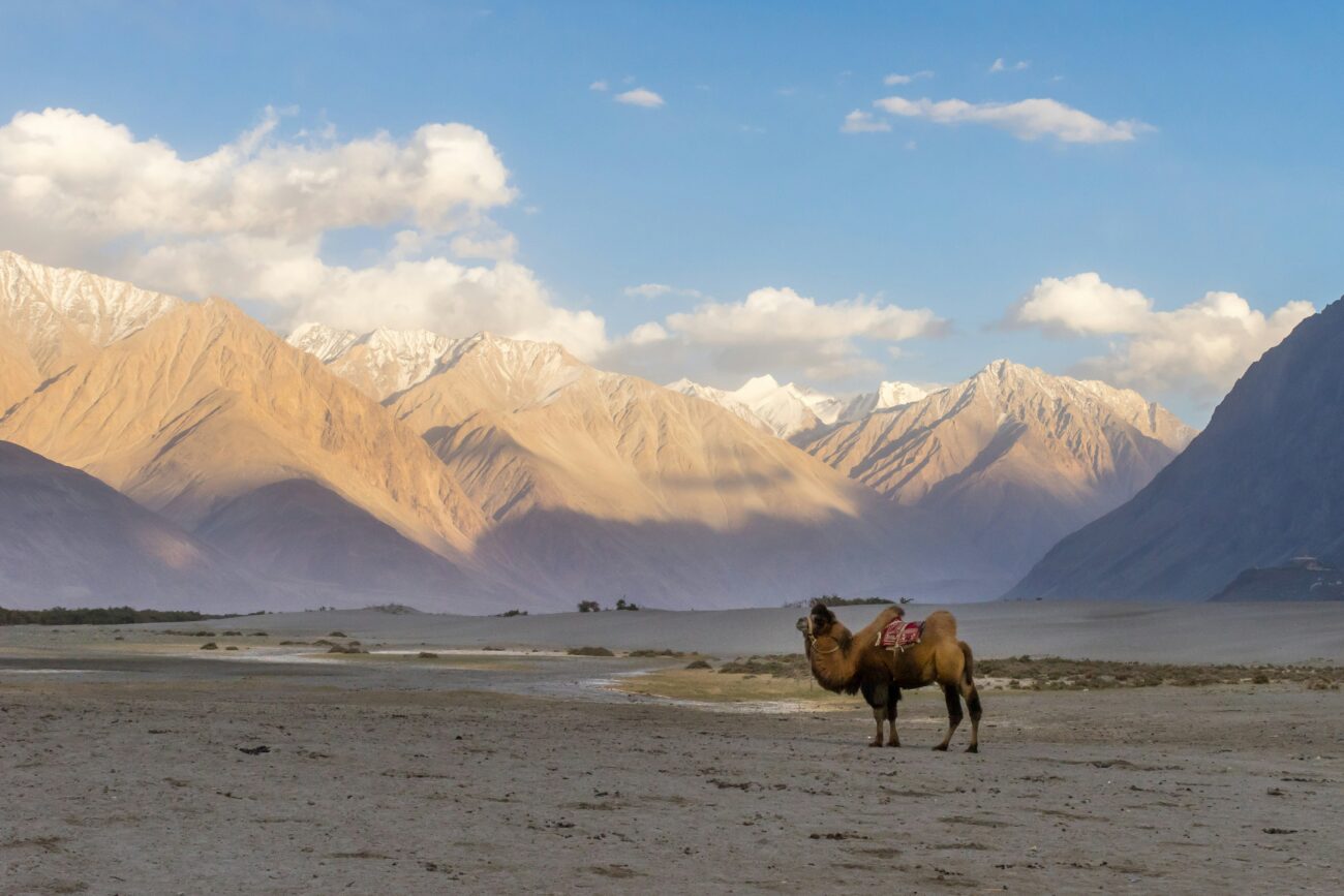 Bactrian camels in Nubra Valley’s sand dunes with Himalayan backdrop