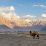 Bactrian camels in Nubra Valley’s sand dunes with Himalayan backdrop
