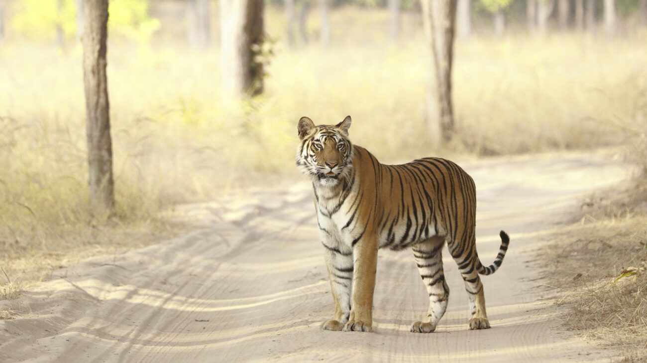 Bandhavgarh National Park’s lush forests and majestic tiger