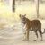 Bandhavgarh National Park: Madhya Pradesh’s Tiger Haven
