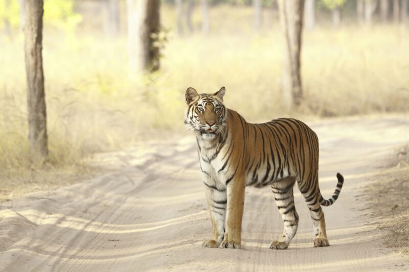Bandhavgarh National Park: Madhya Pradesh’s Tiger Haven