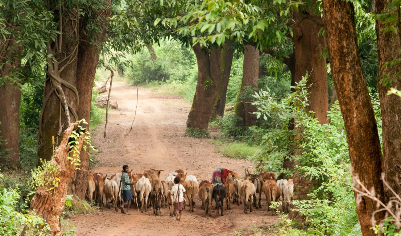 Bastar’s lush forests