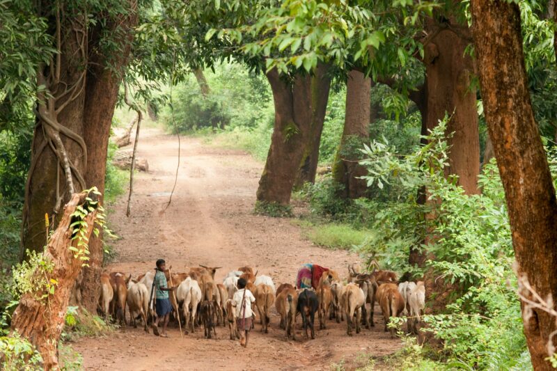 Bastar: Chhattisgarh’s Tribal Heartland of Nature and Culture