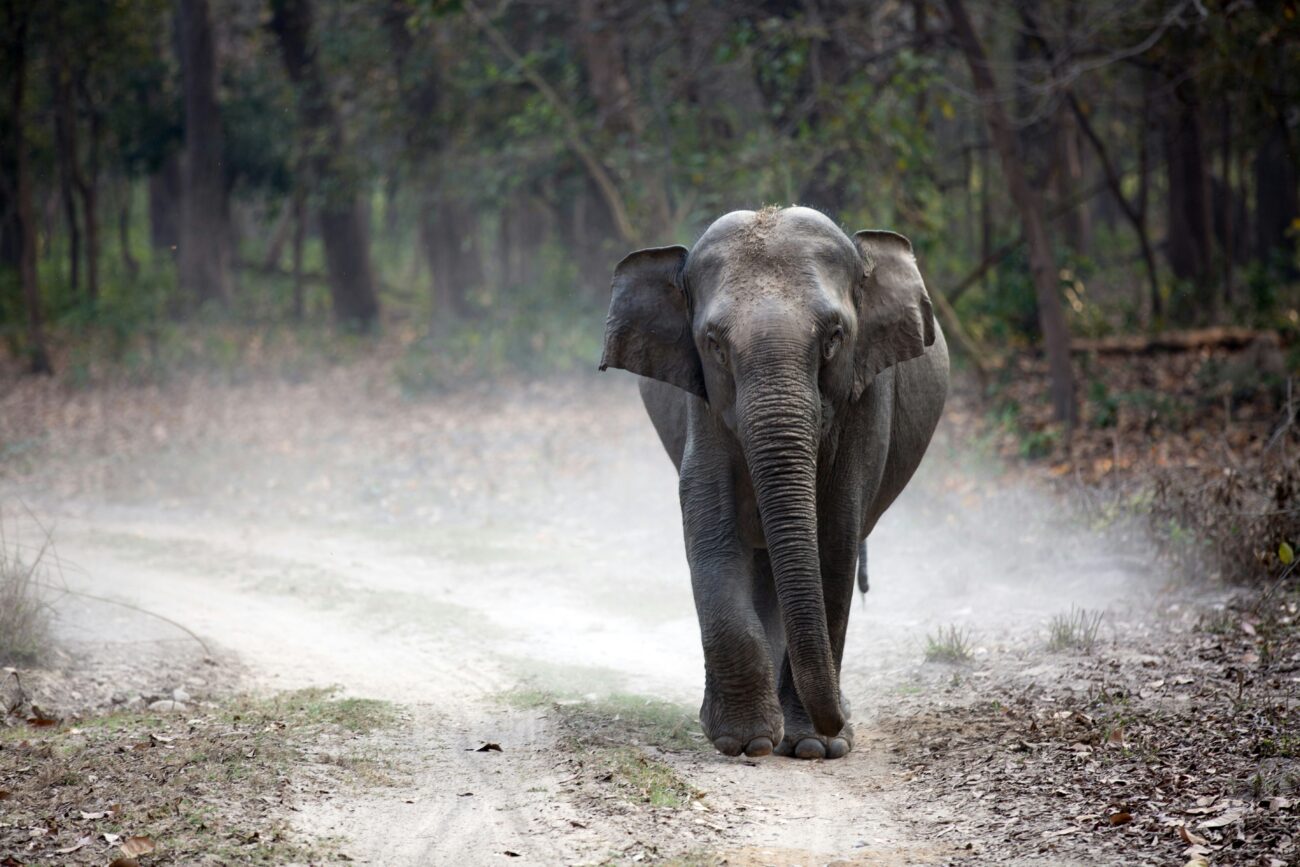 Elephant in Jim Corbett National Park