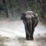 Elephant in Jim Corbett National Park