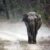 Jim Corbett National Park: Uttarakhand’s Wild Heart
