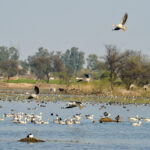 Flock of migratory birds at Sultanpur Bird Sanctuary’s tranquil lake