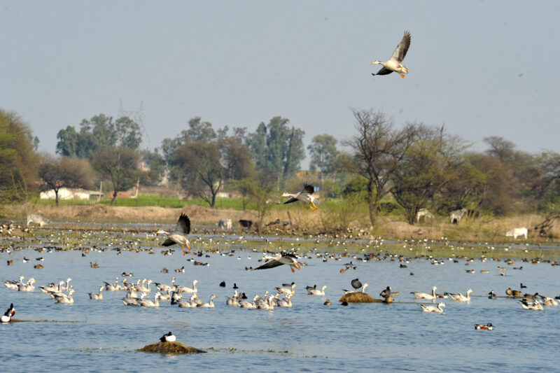 Sultanpur Bird Sanctuary: Haryana’s Avian Paradise