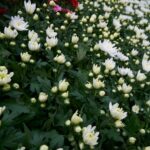 Lalbagh Botanical Garden’s vibrant flower beds