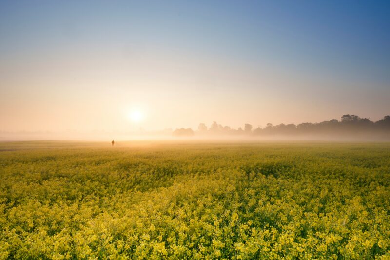 Majuli Island: Assam’s Riverine Jewel of Culture and Nature