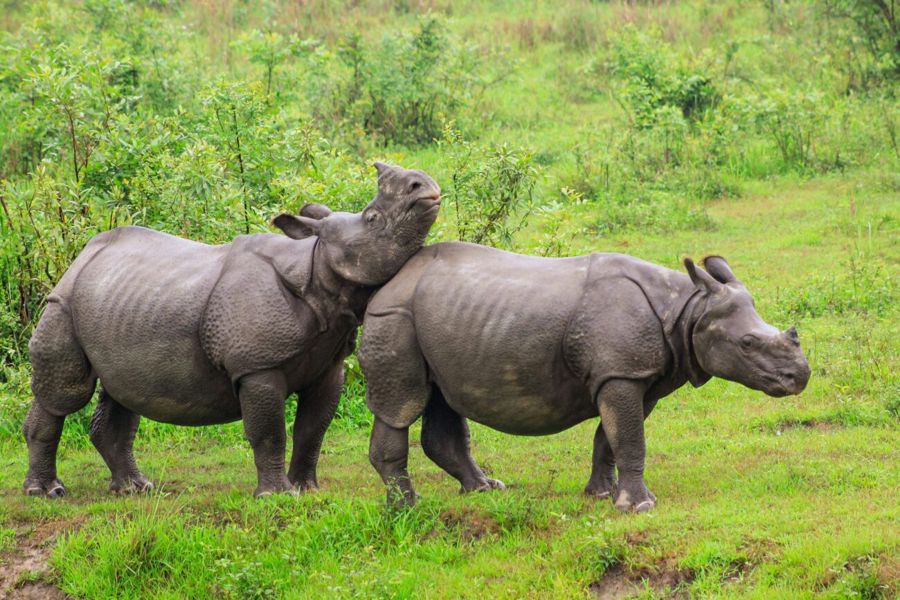 One-horned rhinos grazing in Kaziranga National Park’s lush grasslands