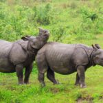One-horned rhinos grazing in Kaziranga National Park’s lush grasslands