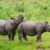 Kaziranga National Park: Assam’s UNESCO World Heritage Wildlife Sanctuary