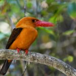 Sundarban National Park