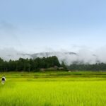 Ziro Valley’s lush rice fields