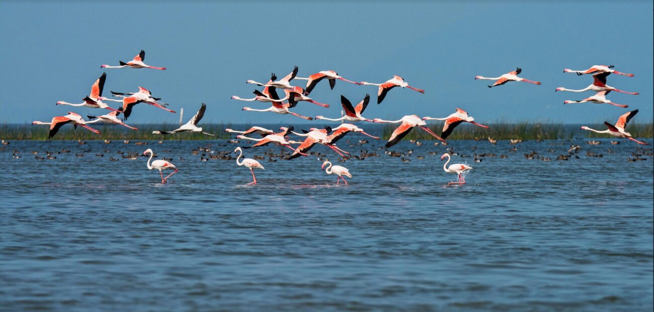 Chilika Lake, Odisha Tourism