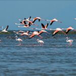 Chilika Lake, Odisha Tourism