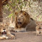 Gir National Park, Gujarat Tourism, Asiatic Lion, Lion Safari,