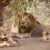 Gir National Park: Gujarat’s Last Refuge of Asiatic Lions