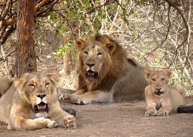 Gir National Park: Gujarat’s Last Refuge of Asiatic Lions