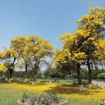 Rose Garden Chandigarh