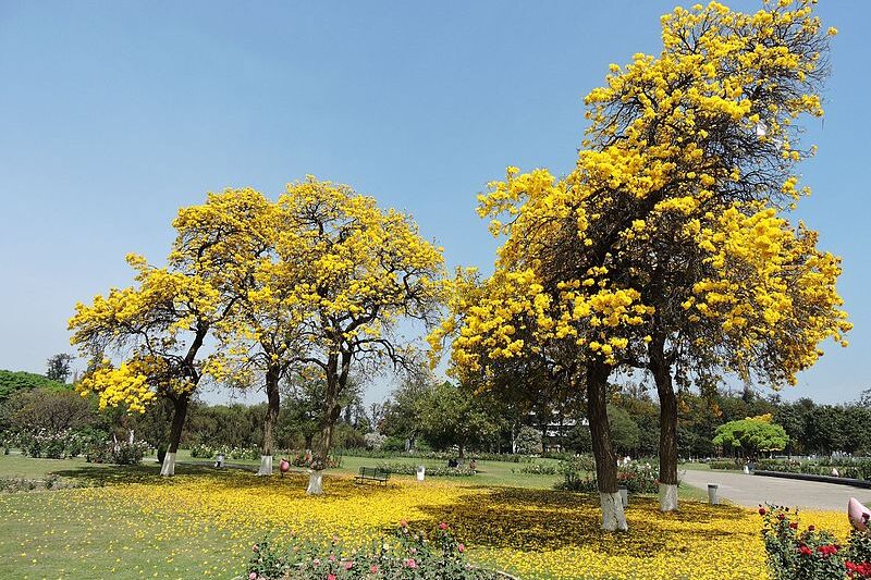 Rose Garden Chandigarh: Asia’s Largest Floral Symphony