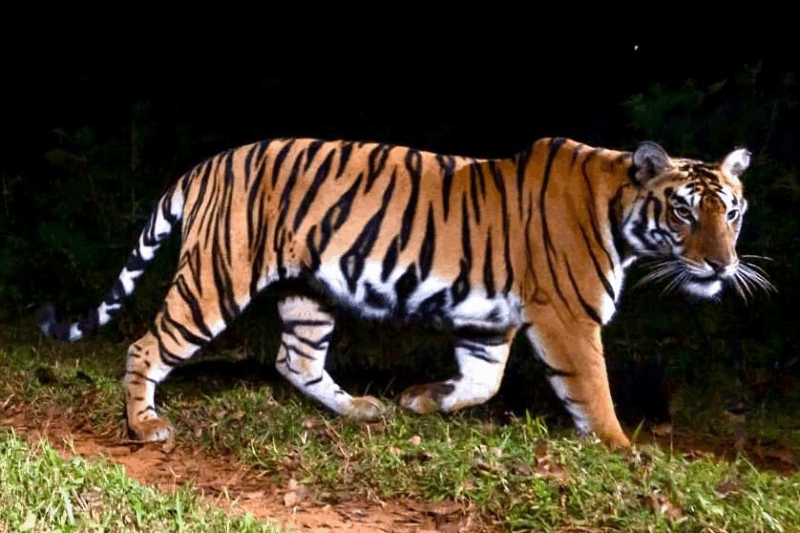 Simlipal National Park: Odisha’s Tiger Reserve & Waterfall Wonderland