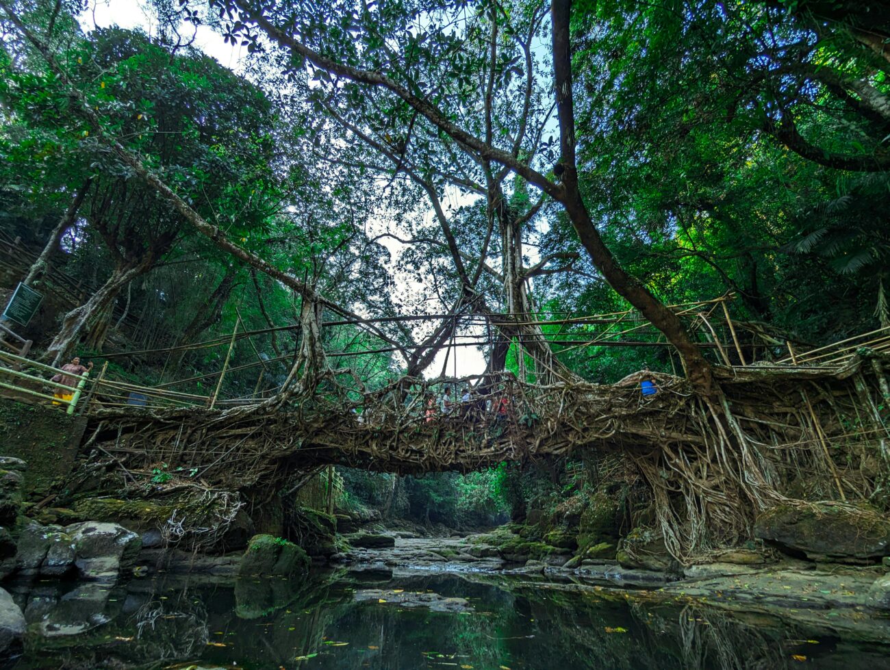 Living Root Bridges, Cherrapunji,