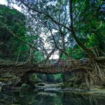 Living Root Bridges, Cherrapunji,