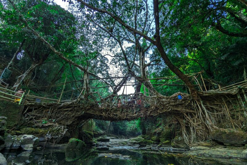 Living Root Bridges: Cherrapunji’s 500-Year-Old Bio-Engineering Marvels